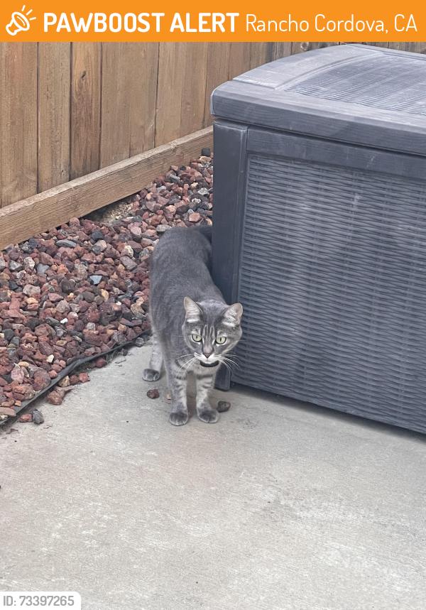 Found/Stray Female Cat last seen Nathrop Way, Rancho Cordova, Rancho Cordova, CA 95670