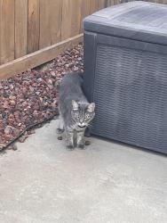 Found/Stray Female Cat last seen Nathrop Way, Rancho Cordova, Rancho Cordova, CA 95670
