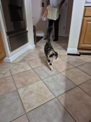 Found/Stray Unknown Cat last seen Yeager Rd., St. Louis, MO 63129