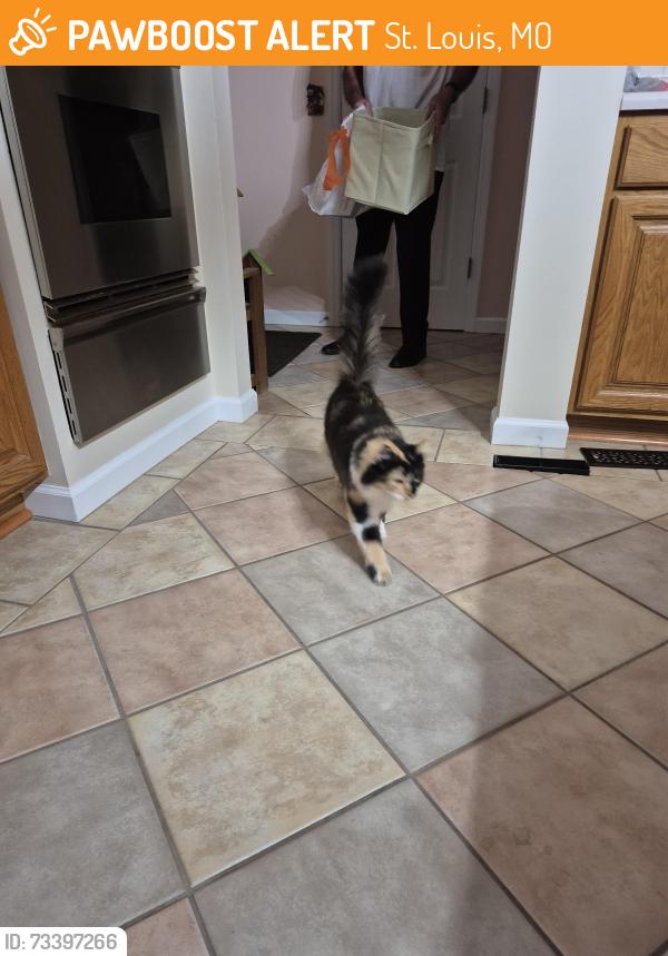 Found/Stray Unknown Cat last seen Yeager Rd., St. Louis, MO 63129