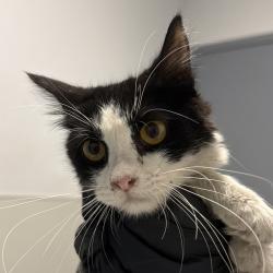 Shelter Stray Female Cat last seen Near Beyer Boulevard, San Diego, CA, 92173, 5500 Gaines St, San Diego, CA 92110, USA