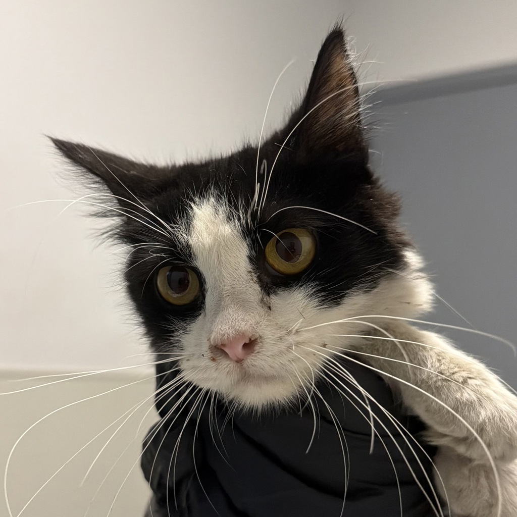 Shelter Stray Female Cat last seen Near Beyer Boulevard, San Diego, CA, 92173, 5500 Gaines St, San Diego, CA 92110, USA