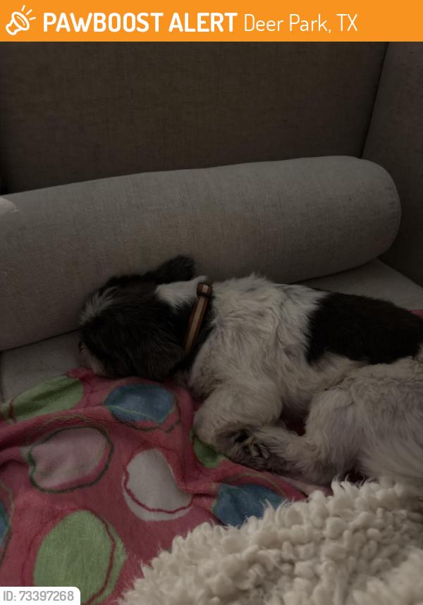 Found/Stray Male Dog last seen Center and Dixie Drive, Deer Park, TX 77536