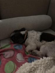 Found/Stray Male Dog last seen Center and Dixie Drive, Deer Park, TX 77536