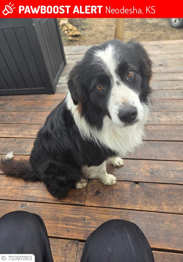 Lost Male Dog last seen Near County Road 6200, Neodesha, KS 66757