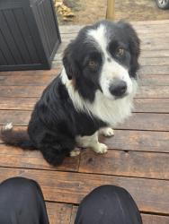 Lost Male Dog last seen Near County Road 6200, Neodesha, KS 66757