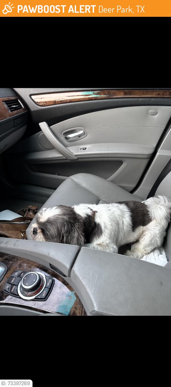 Found/Stray Male Dog last seen Center st, Deer Park, TX 77536