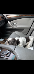 Found/Stray Male Dog last seen Center st, Deer Park, TX 77536