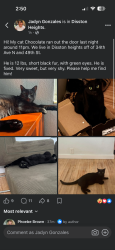 Lost Male Cat last seen Disston Plaza, St. Petersburg, FL 33713
