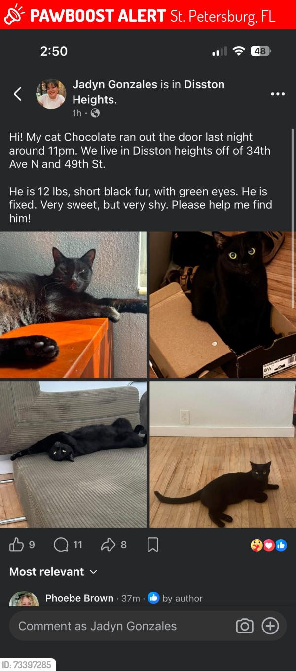 Lost Male Cat last seen Disston Plaza, St. Petersburg, FL 33713