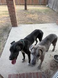 Found/Stray Female Dog last seen Villages of Sunset Pointe, Fort Worth, TX 76123