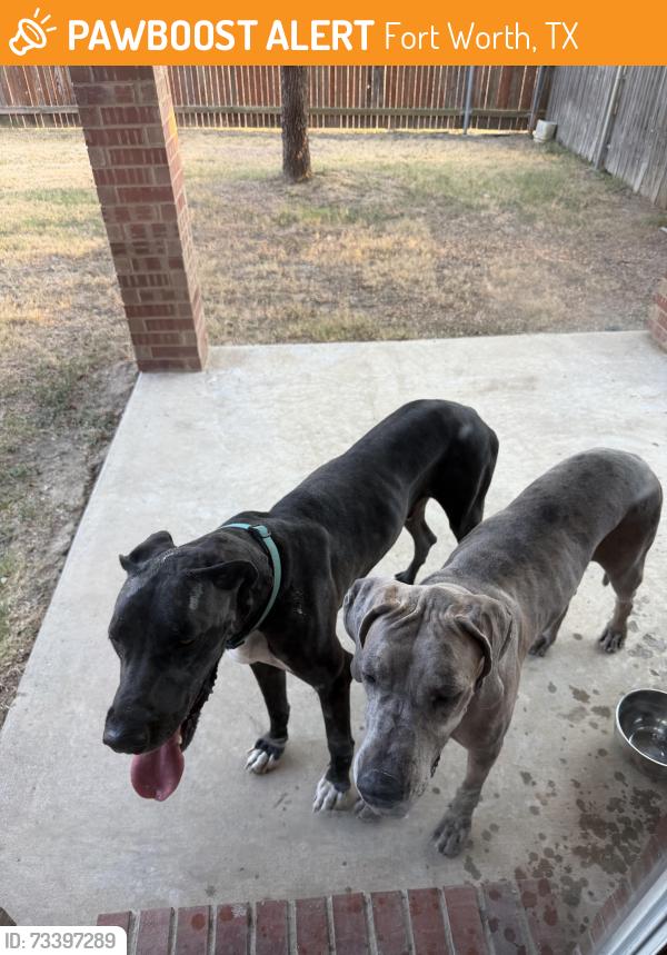 Found/Stray Female Dog last seen Villages of Sunset Pointe, Fort Worth, TX 76123