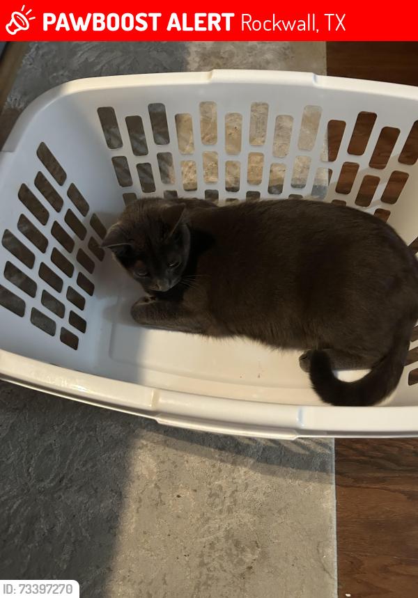 Lost Male Cat last seen FM 1141 and Harker Trail, Rockwall, TX 75087