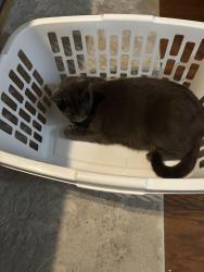 Lost Male Cat last seen FM 1141 and Harker Trail, Rockwall, TX 75087