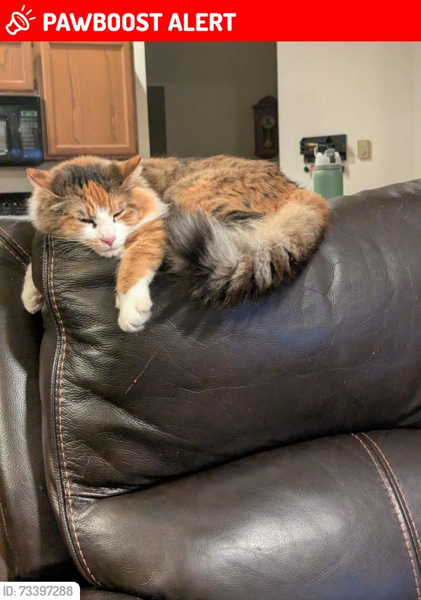 Lost Female Cat last seen Sunwood lakes, Thurston County, WA 98513