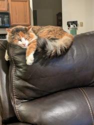 Lost Female Cat last seen Sunwood lakes, Thurston County, WA 98513