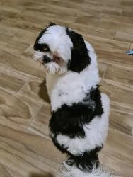 Reunited Male Dog last seen 55th ave and Indian School Rd, Phoenix, AZ 85031
