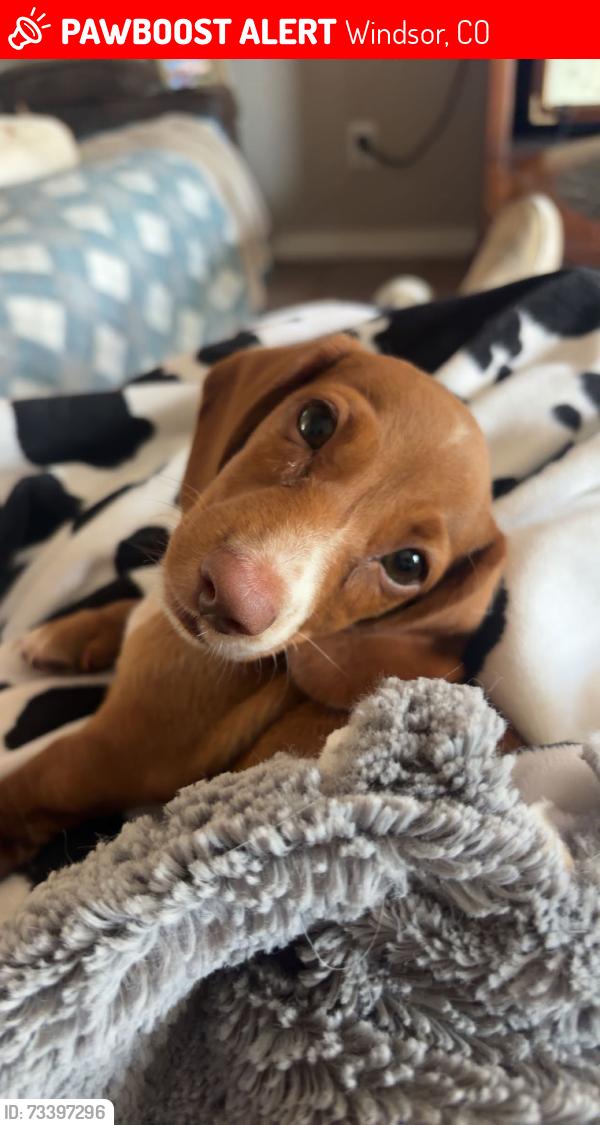 Lost Male Dog last seen 15th street and walnut drive, Windsor, CO 80550