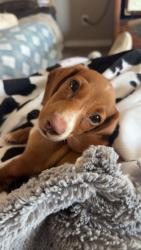 Lost Male Dog last seen 15th street and walnut drive, Windsor, CO 80550