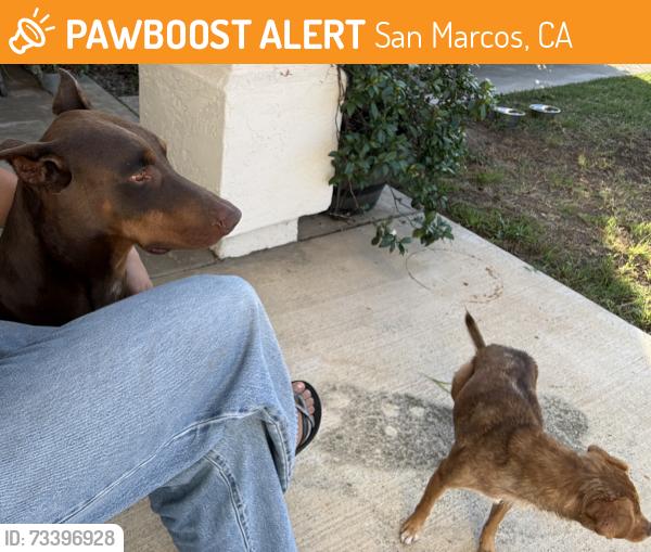 Found/Stray Male Dog last seen Borden Rd, Palo Alto Ct, San Marcos, CA 92069