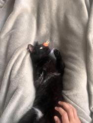 Lost Female Cat last seen Near the retired electric plant, Hermosa Beach, CA 90254