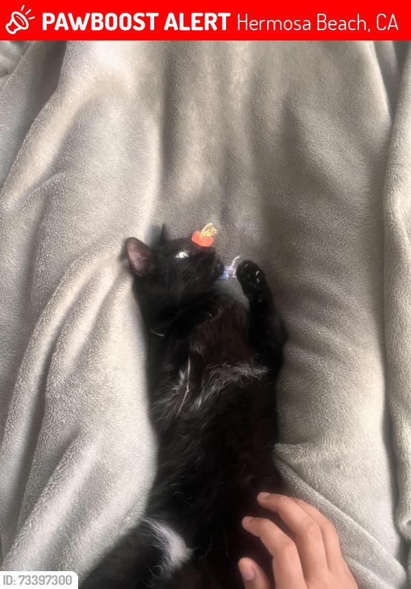 Lost Female Cat last seen Near the retired electric plant, Hermosa Beach, CA 90254