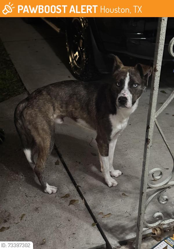 Found/Stray Male Dog last seen Spring creek ln, Houston, TX 77017