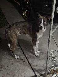Found/Stray Male Dog last seen Spring creek ln, Houston, TX 77017