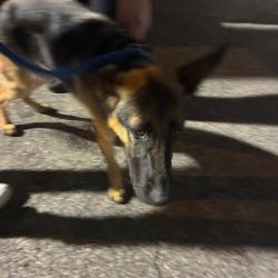 Shelter Stray Male Dog last seen , Animal Care & Control Team of Philly, 111 W Hunting Park Ave, Philadelphia, PA 19140, USA