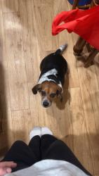Reunited Female Dog last seen Peevy road, East Greenville, PA 18041