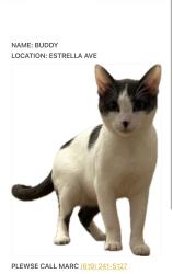 Reunited Male Cat last seen Estrella Ave and Loukelton Cir, San Diego, CA 92120