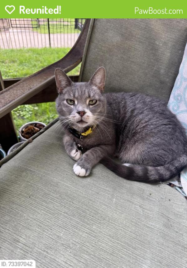 Reunited Male Cat last seen Bayard street, Pittsburgh, PA 15213