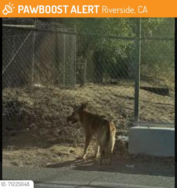 Found/Stray Unknown Dog last seen Harrison and Bella vista by canal, Riverside, CA 92506