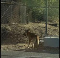 Found/Stray Unknown Dog last seen Harrison and Bella vista by canal, Riverside, CA 92506