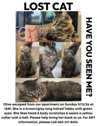 Reunited Female Cat last seen Villa st, California st & Renstorff park, Mountain View, CA 94040