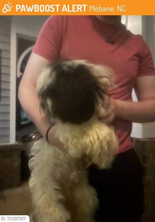 Found/Stray Male Dog last seen Lake Michael, Mebane, NC 27302