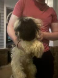Found/Stray Male Dog last seen Lake Michael, Mebane, NC 27302