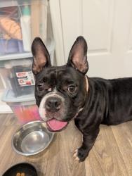 Reunited Female Dog last seen Behind Parc @ 980, Lawrenceville, GA 30043