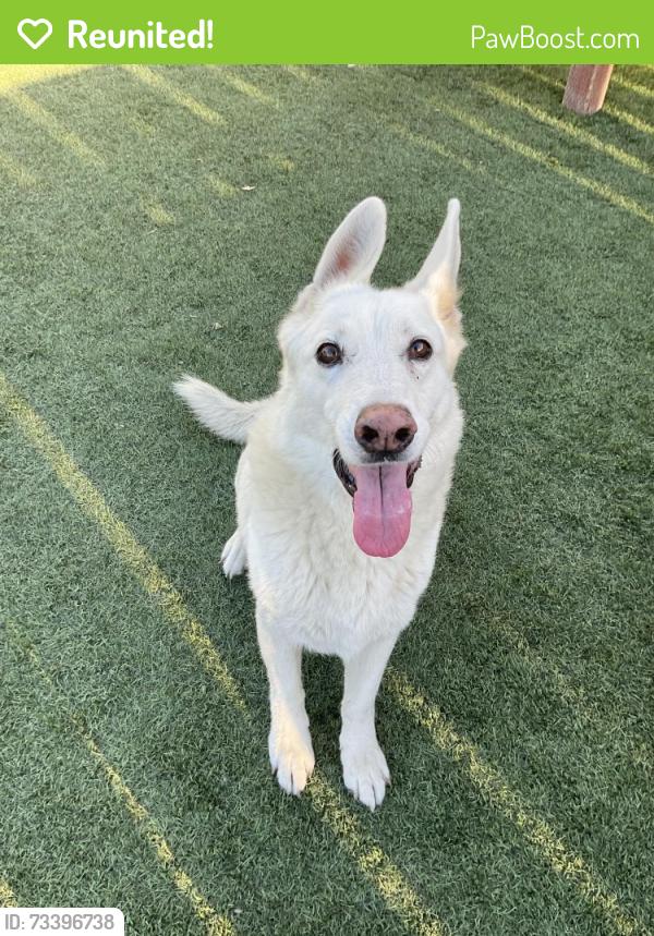 Reunited Female Dog last seen Palmero and Nordica, Los Angeles, CA 90065