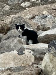 Found/Stray Unknown Cat last seen Gowan and Tenaya, Las Vegas, NV 89129