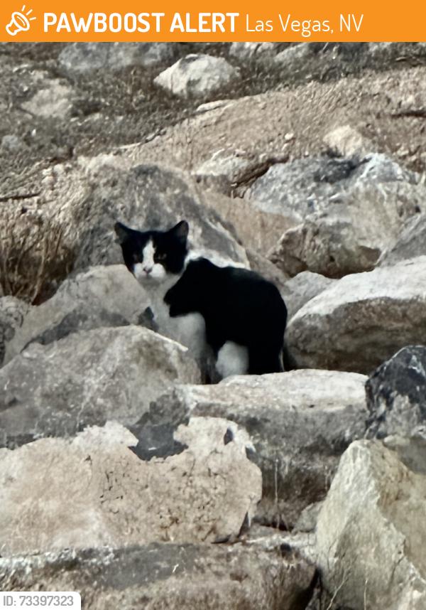 Found/Stray Unknown Cat last seen Gowan and Tenaya, Las Vegas, NV 89129