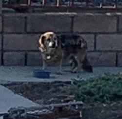Reunited Unknown Dog last seen Annadel Ave & Gravina St, Rowland Heights, CA 91748