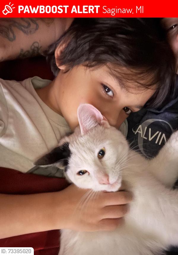 Lost Female Cat last seen Pacelli, Saginaw, MI 48602