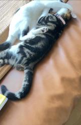 Lost Female Cat last seen three rivers rd, Gulfport, MS 39503