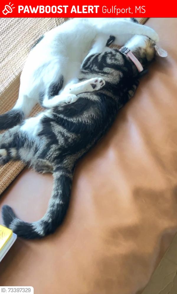 Lost Female Cat last seen three rivers rd, Gulfport, MS 39503