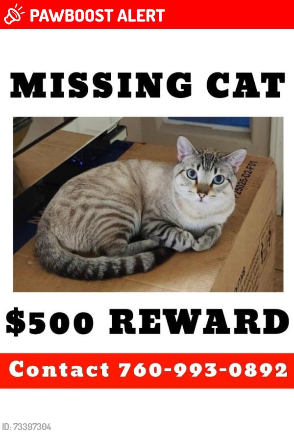 Lost Male Cat last seen Mission Lakes and Little Morongo st., Desert Hot Springs, CA 92240