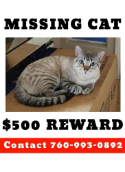 Lost Male Cat last seen Mission Lakes and Little Morongo st., Desert Hot Springs, CA 92240