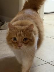 Lost Male Cat last seen Osage Dr, Leander, TX 78641