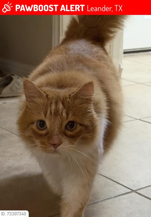 Lost Male Cat last seen Osage Dr, Leander, TX 78641