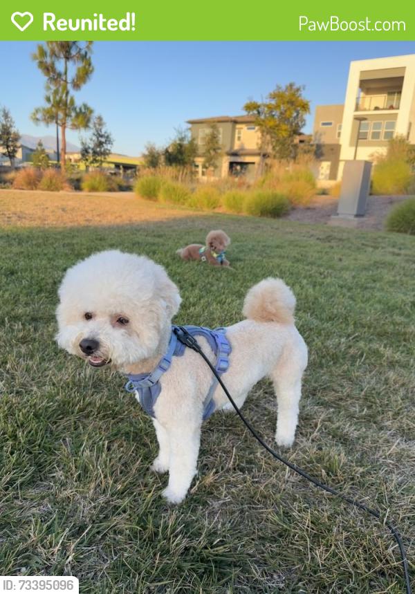 Reunited Male Dog last seen Euclid/Hazard, Santa Ana, CA 92703